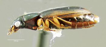 Media type: image;   Entomology 602195 Aspect: habitus lateral view